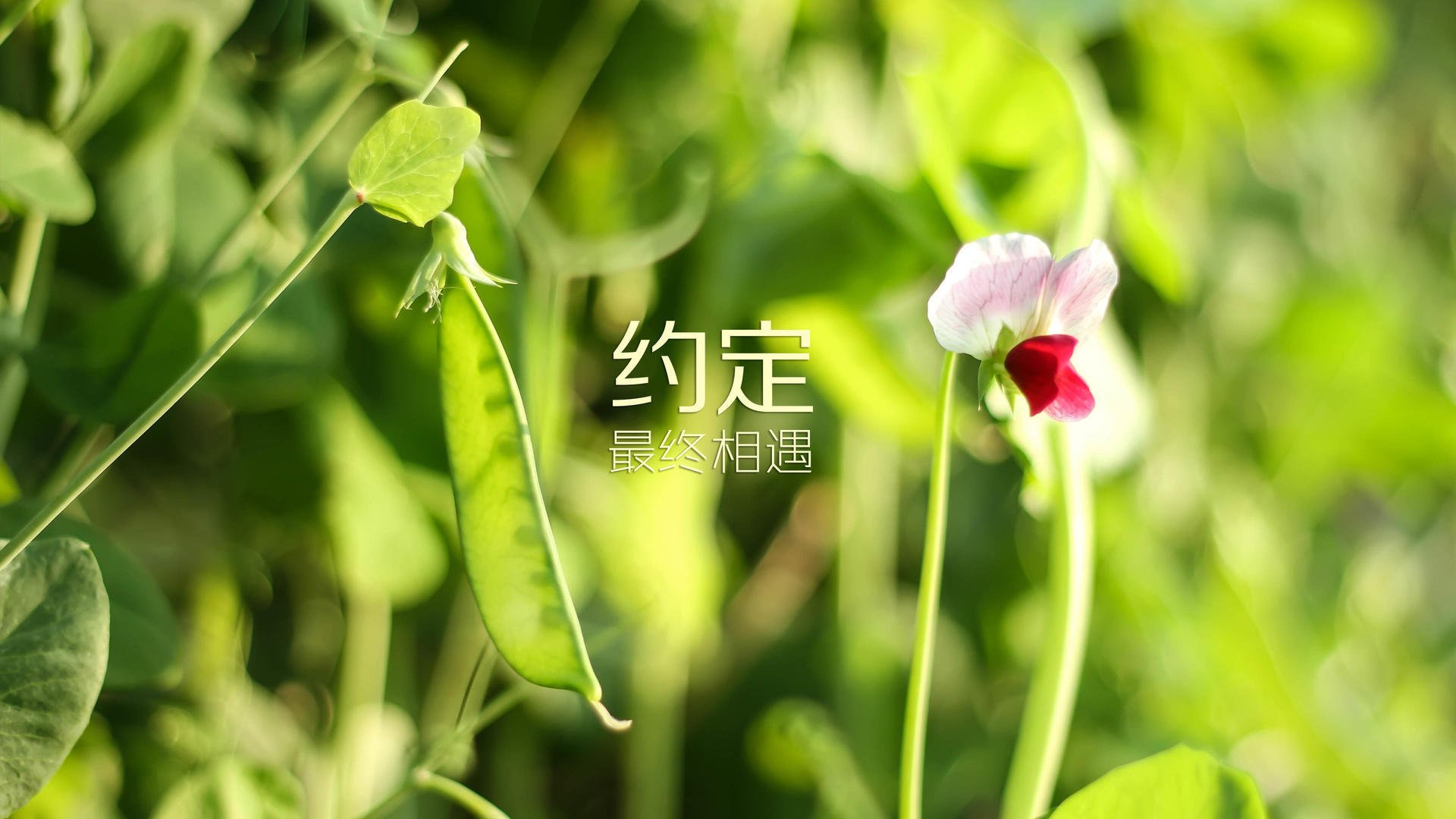 篮球运动员专项技能动作标准化训练体系的建立与完善，篮球运动员基本功