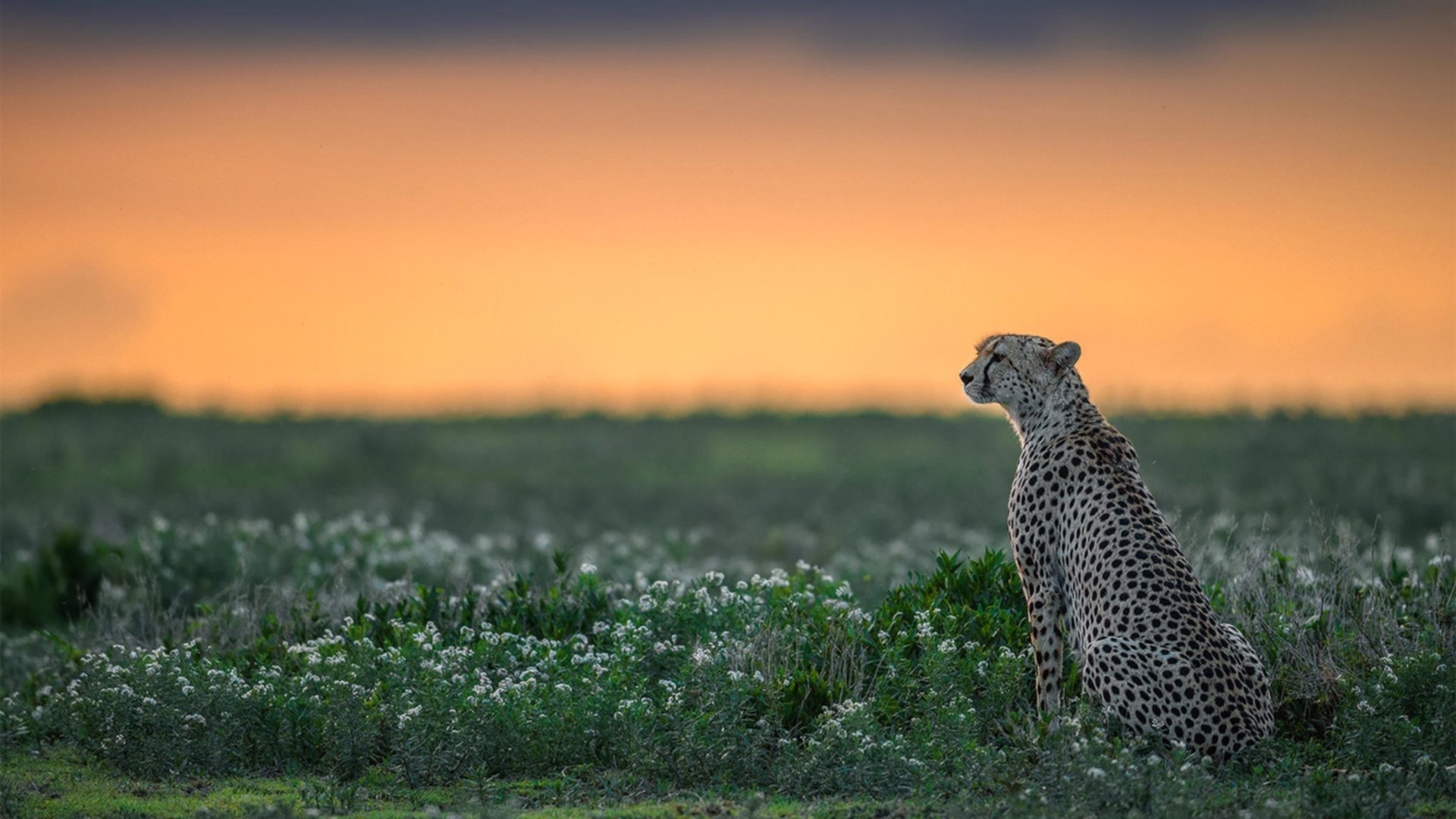 决赛红牌事件成为球队转折点,红牌会停赛吗