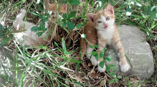 乔治·巴尔：他不仅能在防线上阻挡对手，还能通过精准的传球带动进攻